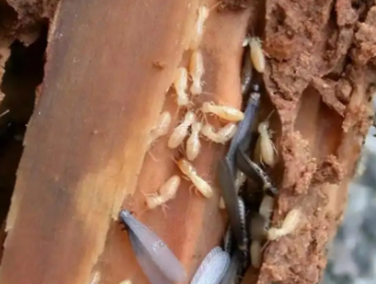 邗江白蚁防治公司分享装修防虫必修课：全屋白蚁预防，筑牢家居长期防护屏障